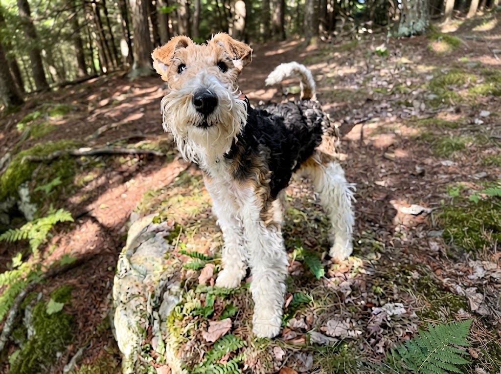 Wire Fox Terrier