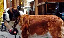 X Large Dog Breeds