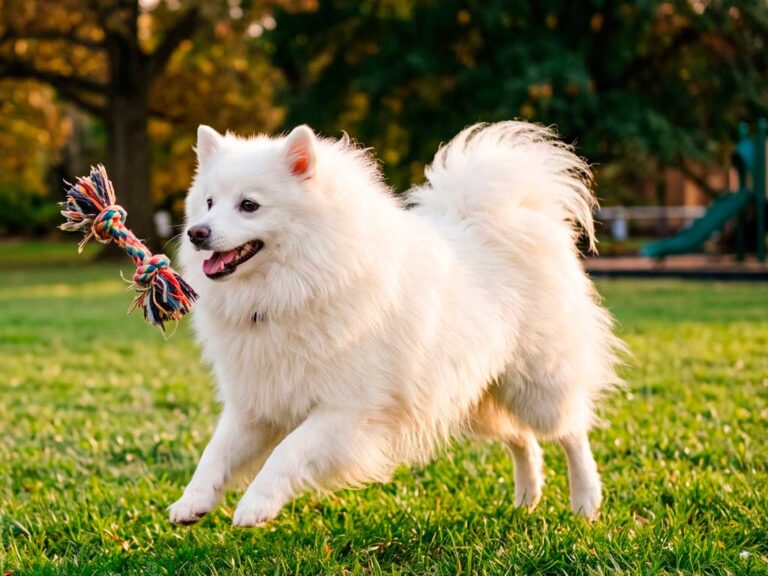 American Eskimo Dog: The Fluffy Spitz That Once Ran Away to the Circus