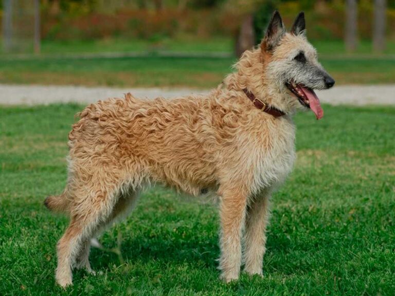 Belgian Laekenois Complete Guide to This Rare Breed