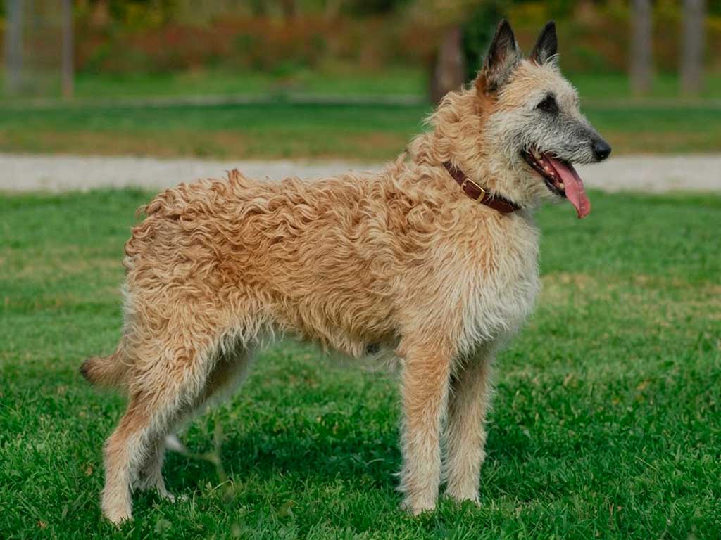 Belgian Laekenois Complete Guide to This Rare Breed