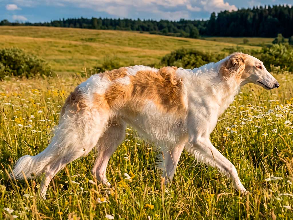 Borzoi: The Elegant Russian Wolfhound
