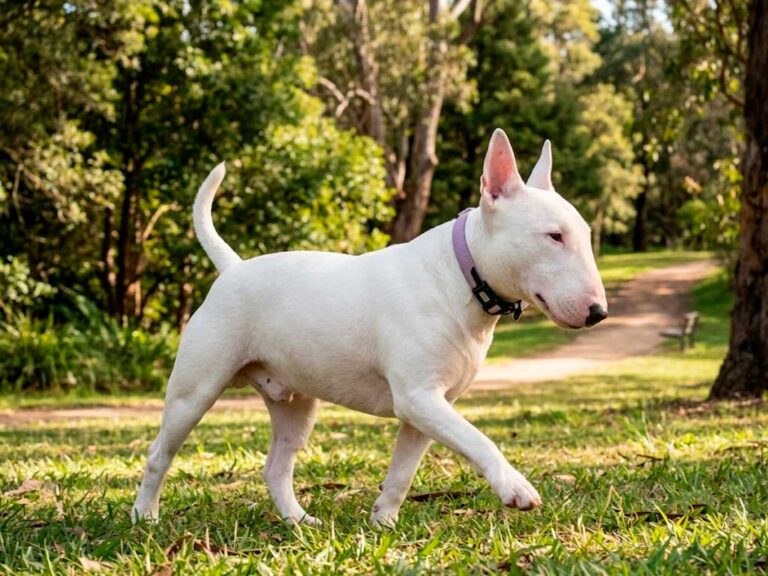 Bull Terrier: The Complete Breed Guide