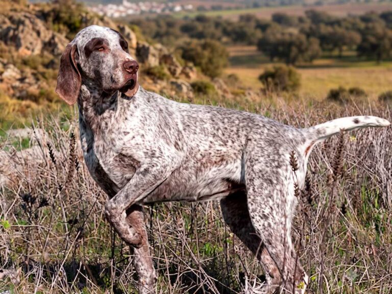 Burgos Pointer Dog
