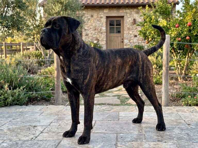Cane Corso: The Complete Breed Guide