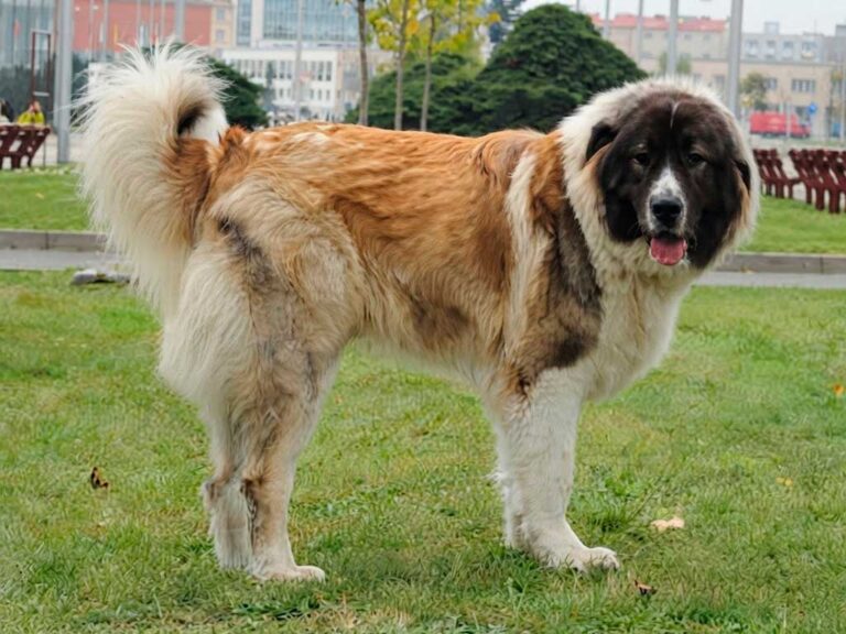 Caucasian Shepherd Dog