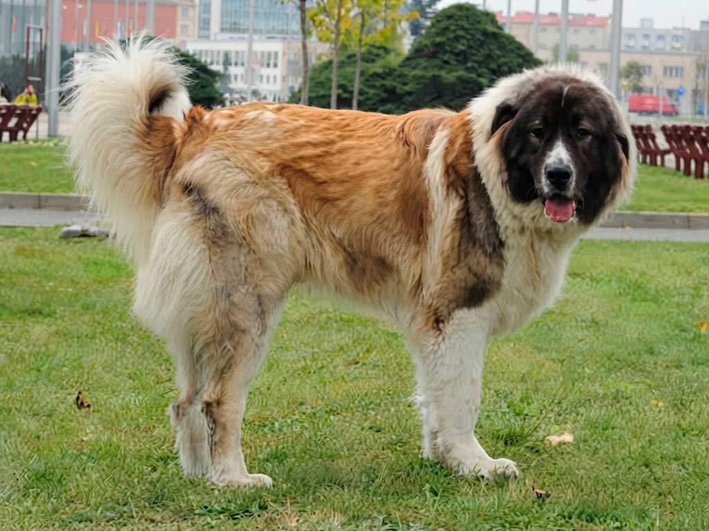 Caucasian Shepherd Dog