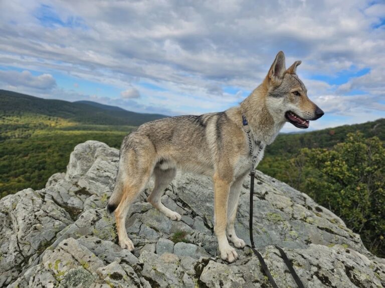 Czechoslovakian Wolfdog