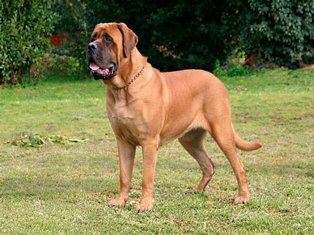 English Mastiff: The Complete Guide to Britain’s Gentle Giant