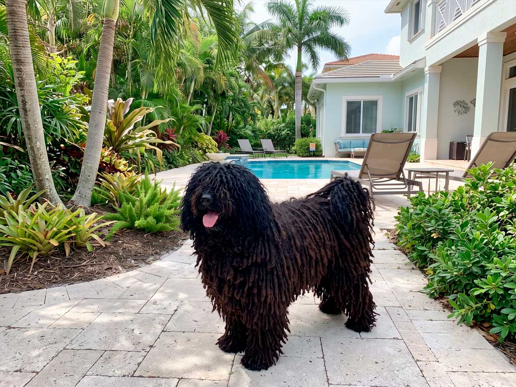Hungarian Puli: The Herding Dog With Dreadlocks