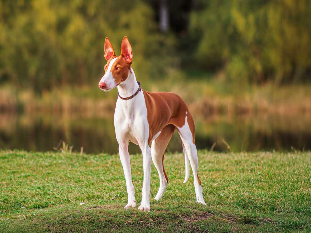 Ibizan Hound: The Complete Guide to This Ancient Hunting Breed