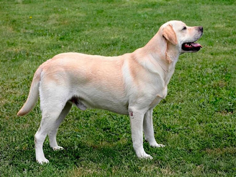 Labrador Retriever: The Complete Guide