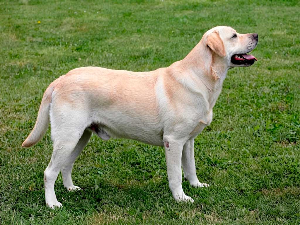 Labrador Retriever: The Complete Guide