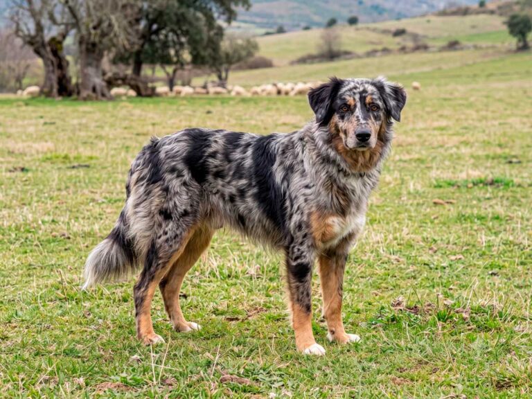 Leonese Shepherd Dog