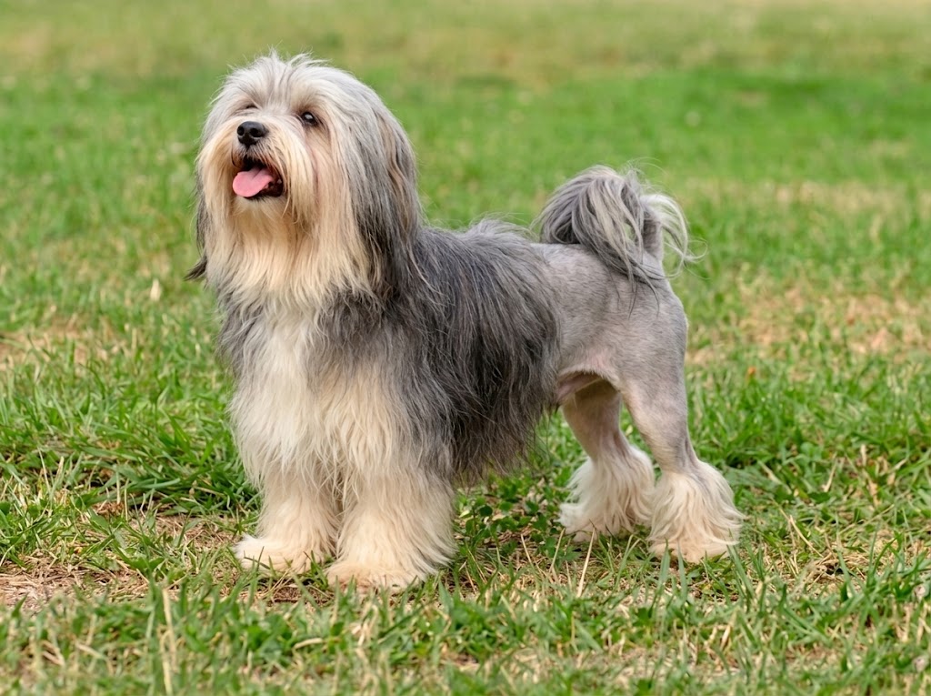 Lowchen: The Ultimate Breed Guide to the Little Lion Dog