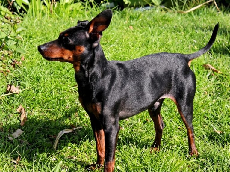 Manchester Terrier