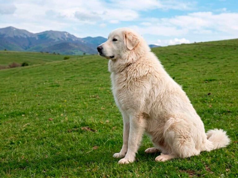 Maremma Sheepdog Breed: The Complete Guide for Devoted Owners