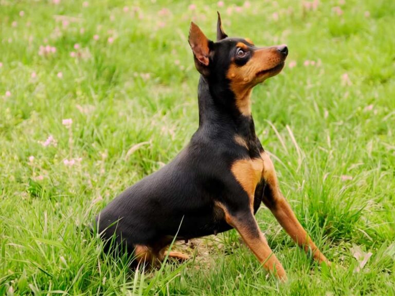 Miniature Pinscher