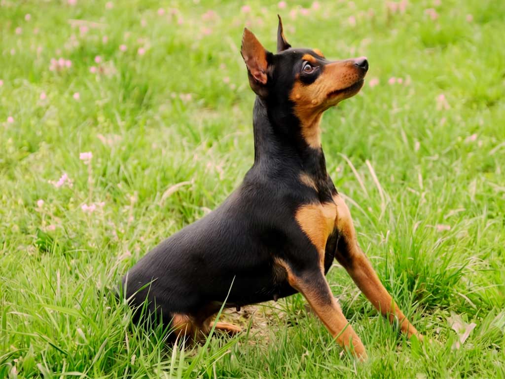 Miniature Pinscher
