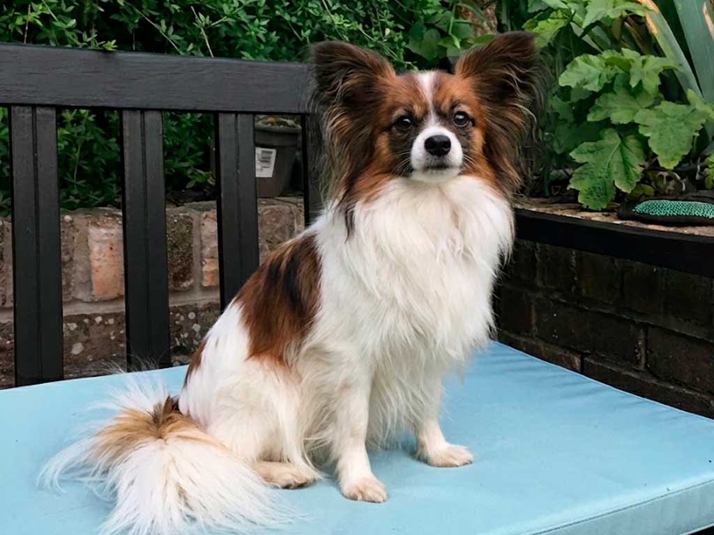 Papillon Breed Guide: Intelligence, Care & Temperament