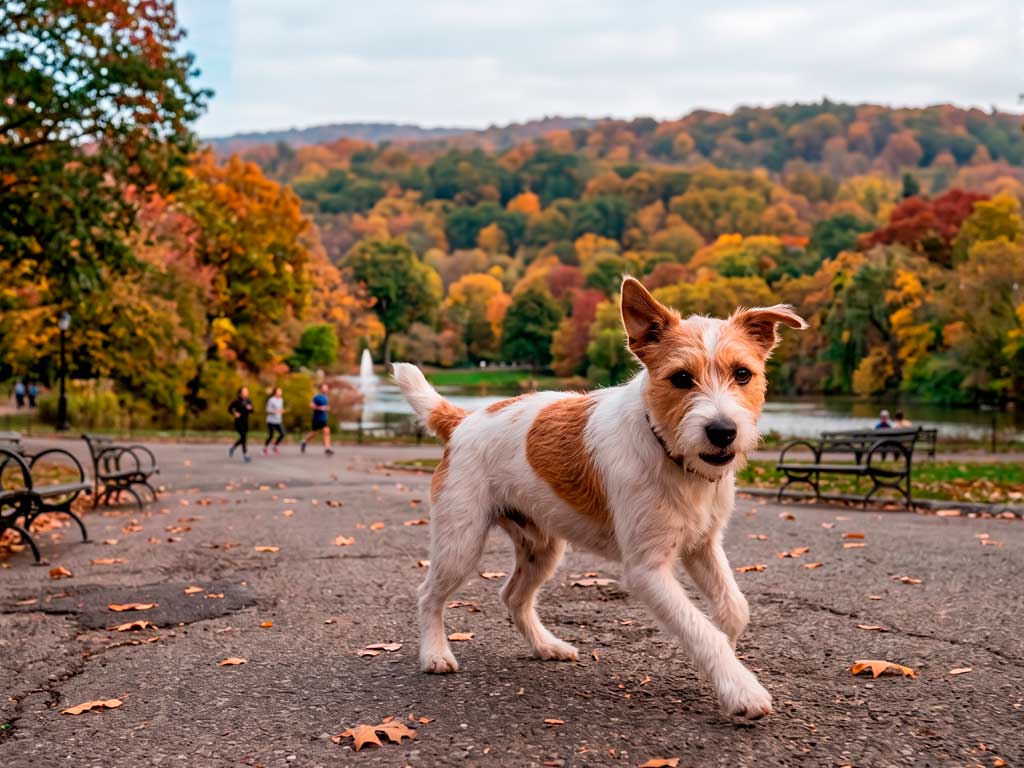Parson Jack Russell Terrier: Active Breed Guide & Care