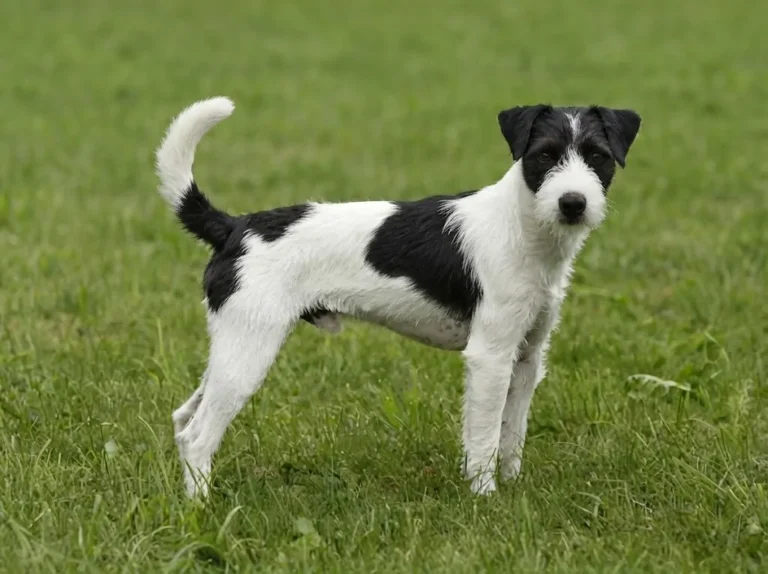 Parson Russell Terrier