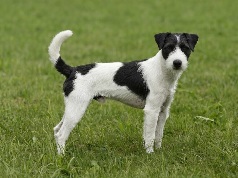 Parson Jack Russell Terrier: Active Breed Guide & Care