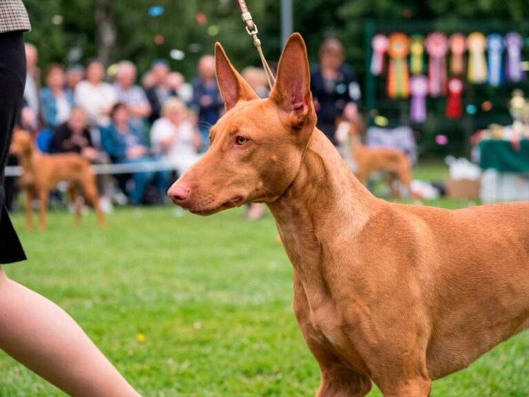 Pharaoh Hound: The Ancient Sighthound That Blushes When Happy