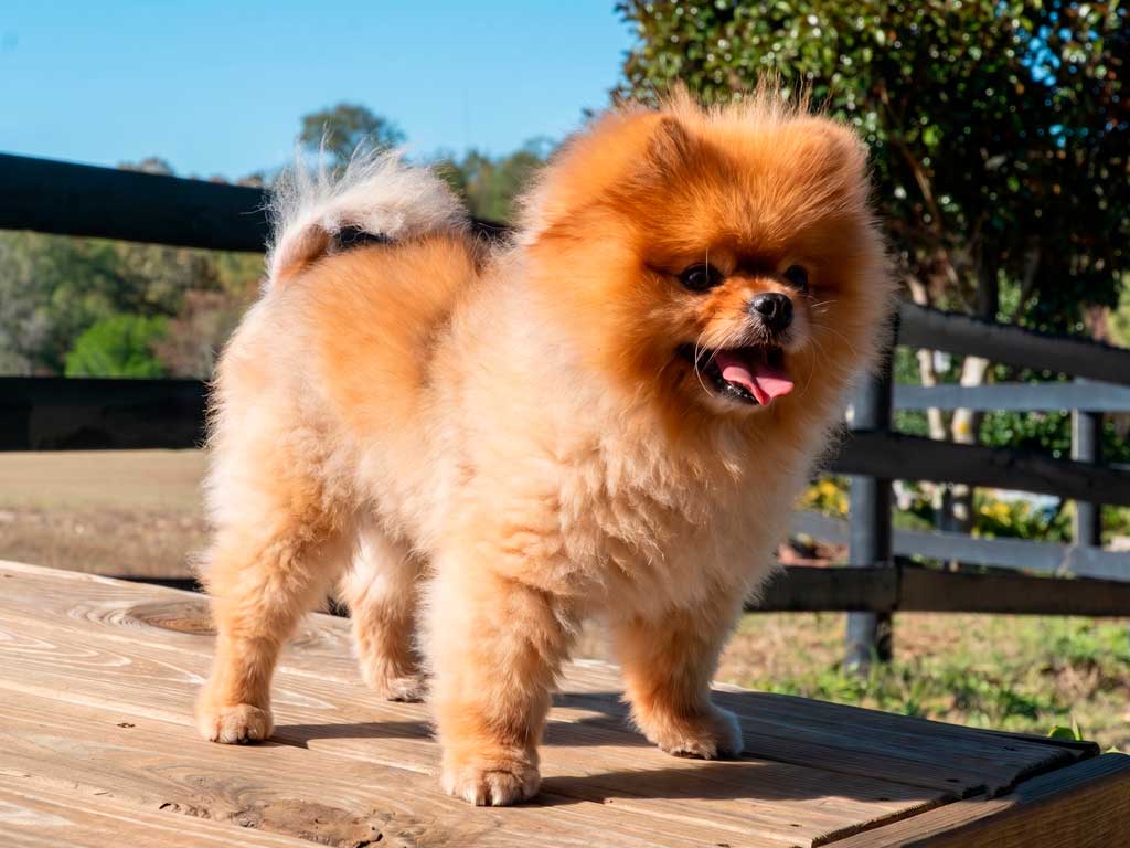 Pomeranian: The Tiny Spitz With a Huge Personality