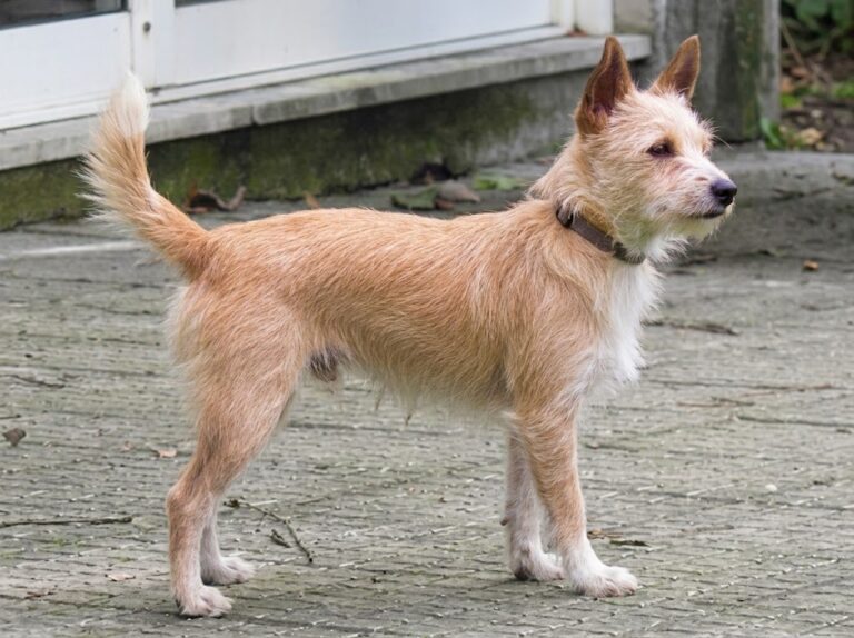 Portuguese Podengo: Meet Portugal’s Three-Size Hunting Dog