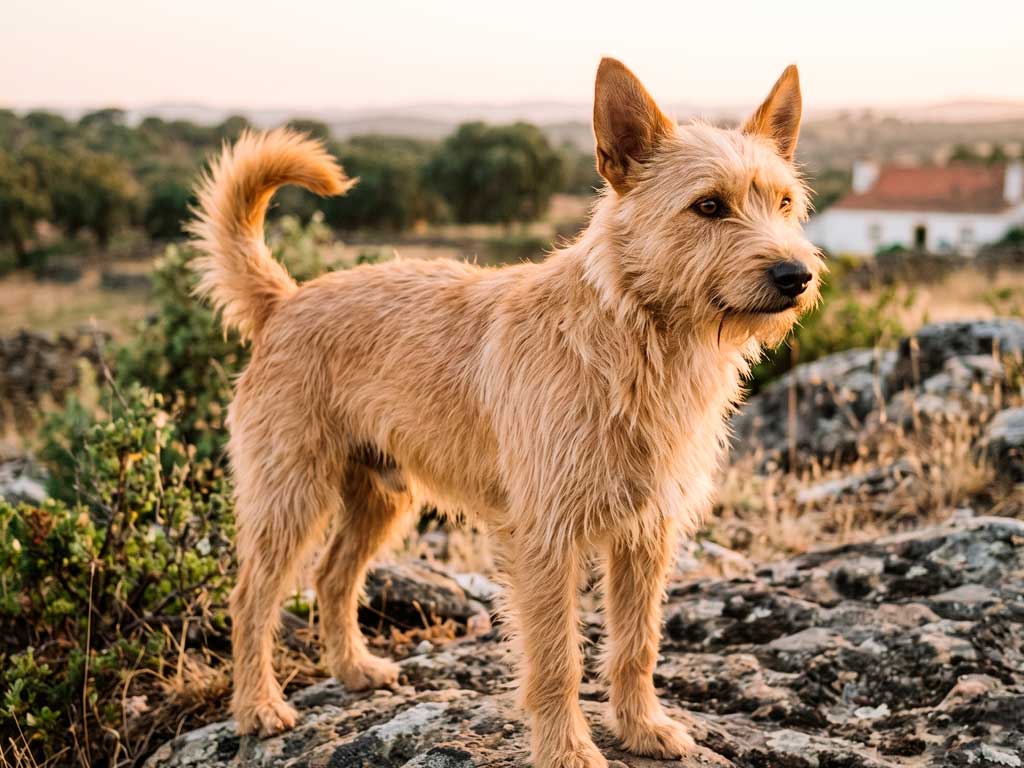 Portuguese Podengo: Meet Portugal's Three-Size Hunting Dog