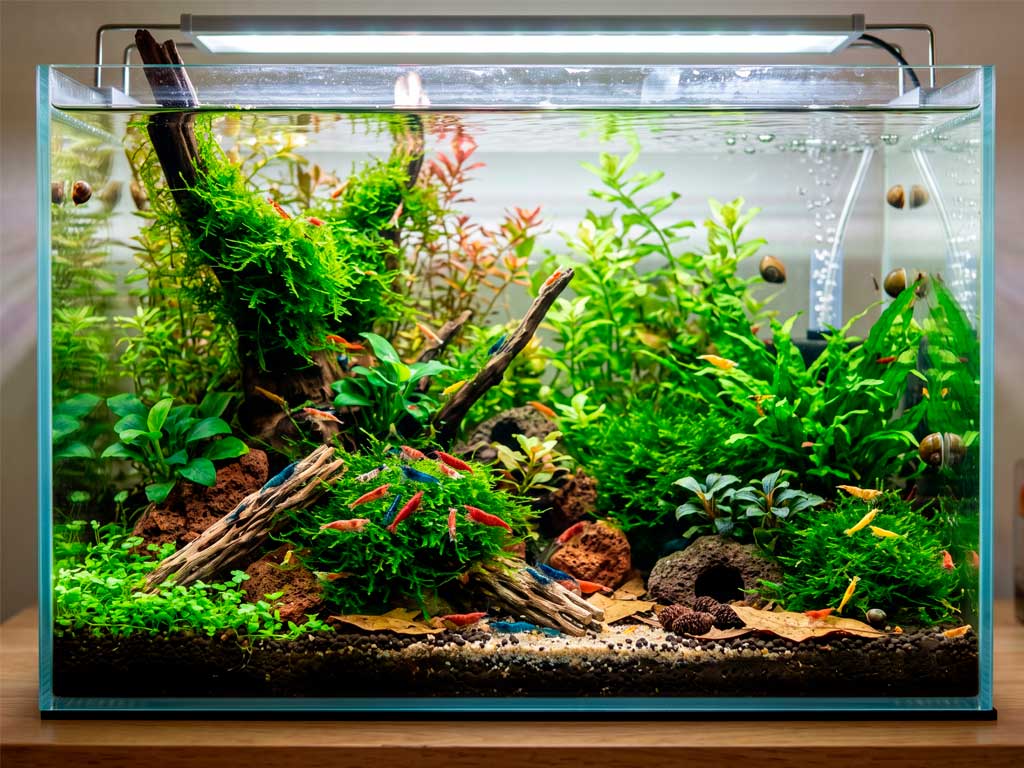 Setting Up a Shrimp-Safe Aquarium: The Ultimate Companion Guide