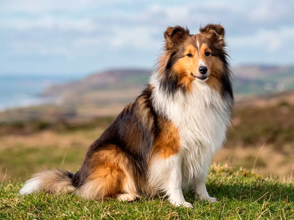 Shetland Sheepdog Breed: The Complete Guide for Devoted Owners