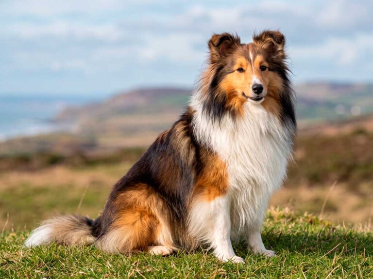 Shetland Sheepdog Breed: The Complete Guide for Devoted Owners