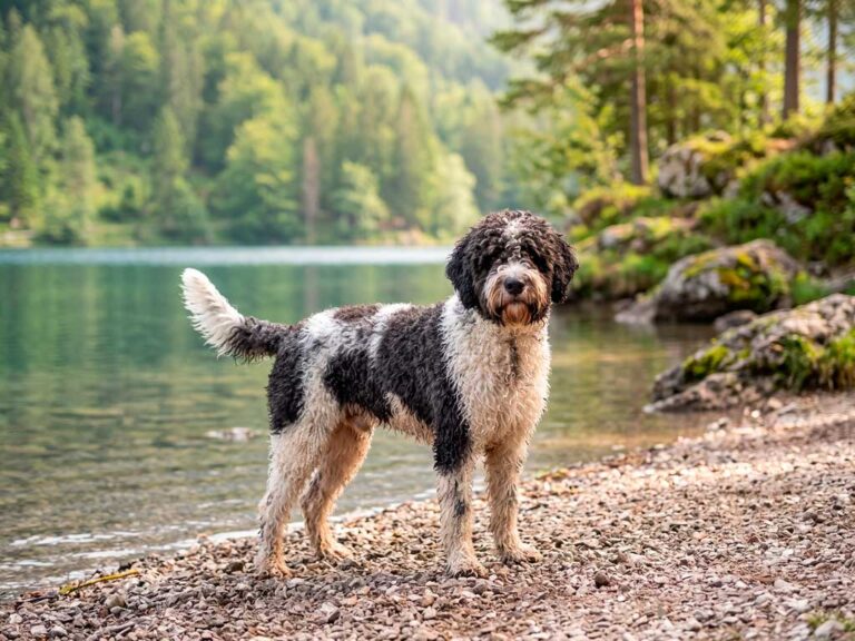 Spanish Water Dog: The Complete Breed Guide