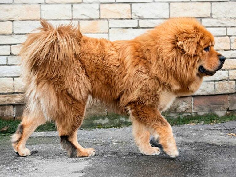 Tibetan Mastiff