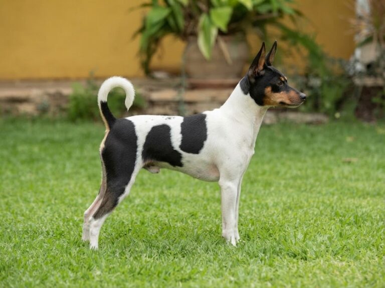 Valencian Ratter