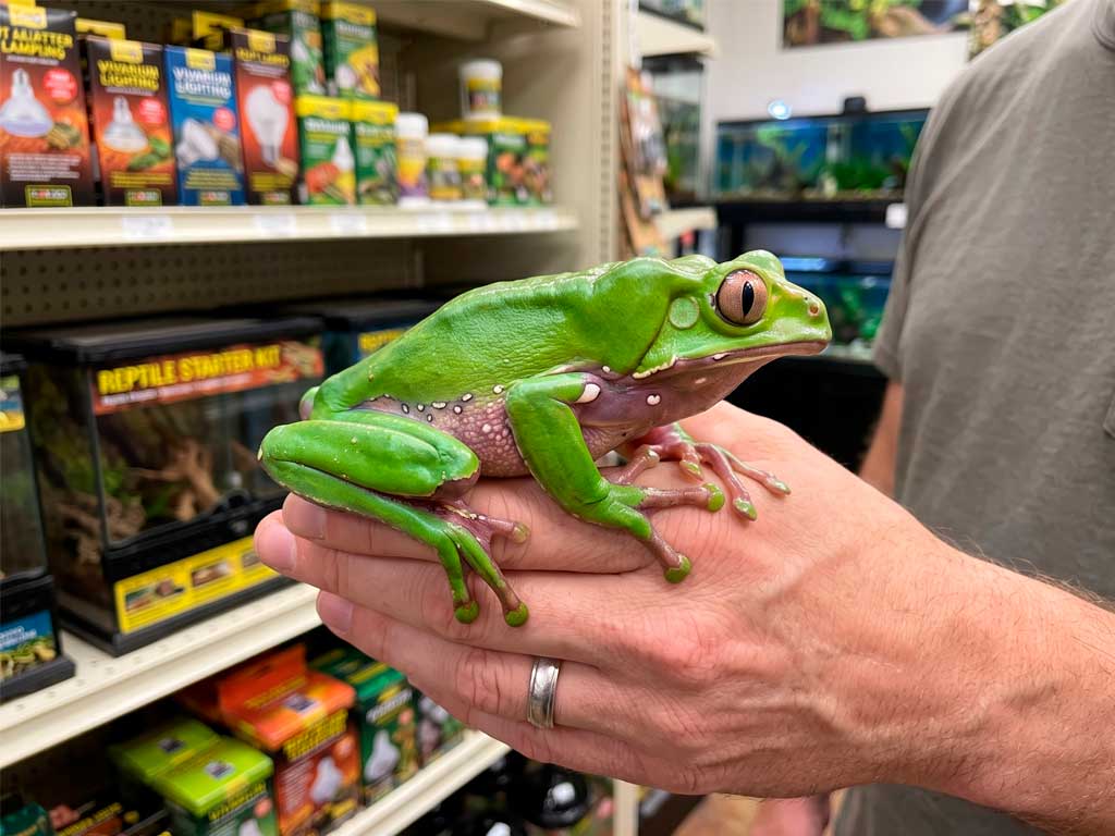 Waxy Monkey Tree Frog: Complete Care Guide for Phyllomedusa sauvagii