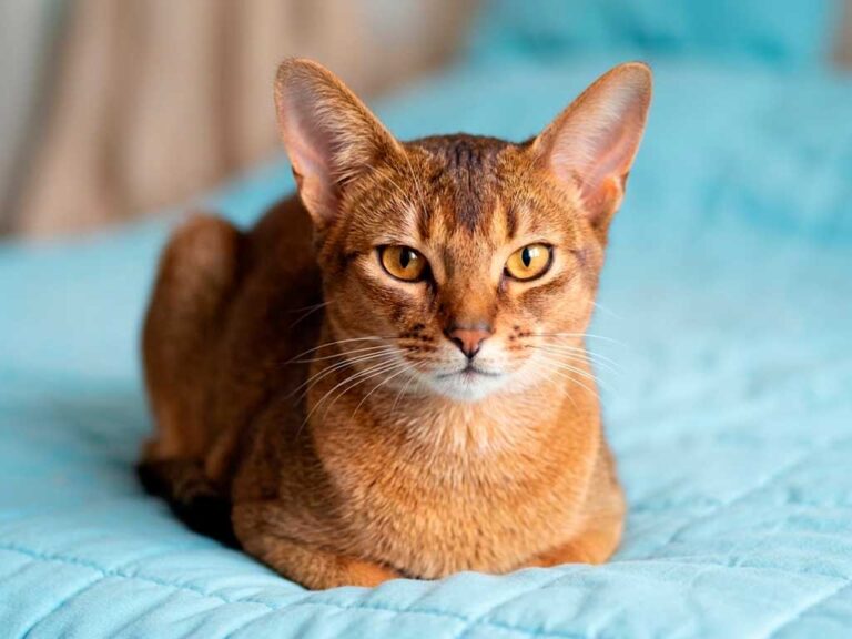 Abyssinian Cat: Breed Guide, Personality and Price