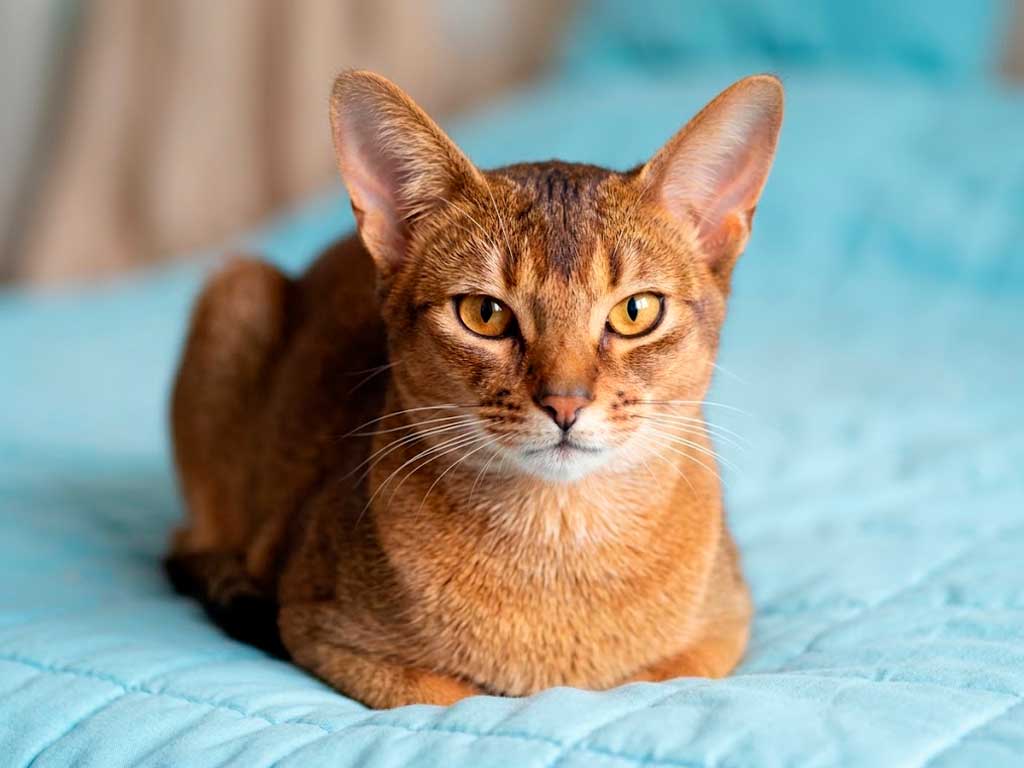 Abyssinian Cat: Breed Guide, Personality and Price