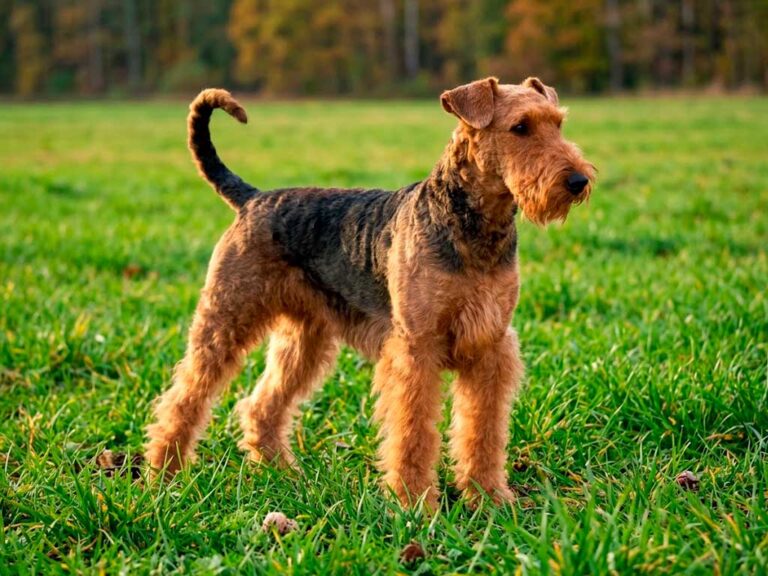 Airedale Terrier: The King of Terriers