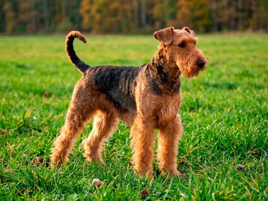 Airedale Terrier: The King of Terriers