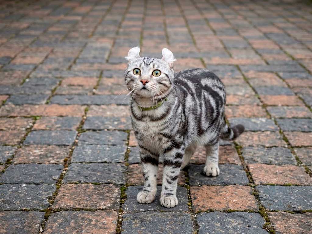American Curl Cat: Breed Guide, Personality & Price
