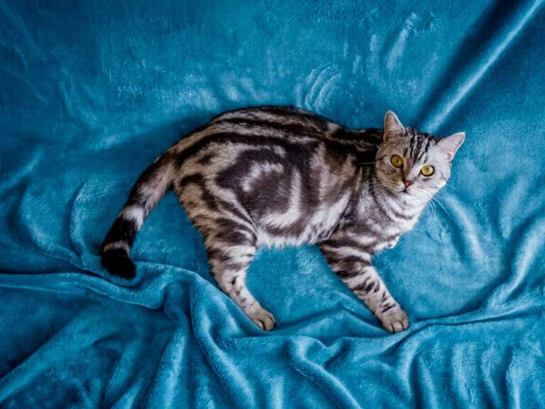 American Shorthair Cat: Breed Guide, Personality & Price