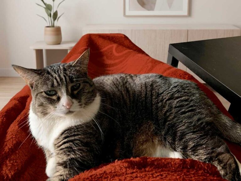 American Wirehair Cat: Breed Guide, Personality & Price
