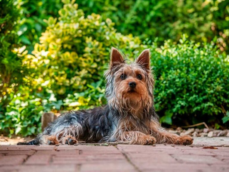 Australian Silky Terrier: The Toy Dog With a Terrier's Heart
