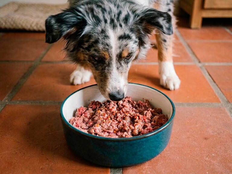 BARF Diet for Dogs: The Complete Feeding Guide