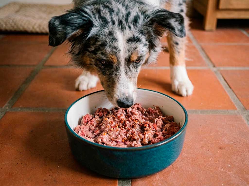 BARF Diet for Dogs: The Complete Feeding Guide