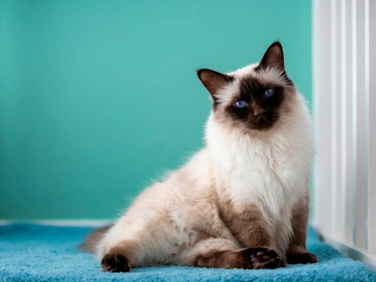 Balinese Cat: Breed Guide, Personality & Price