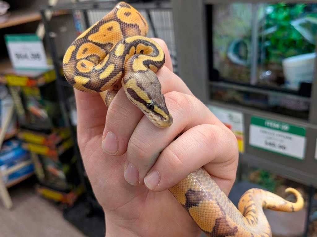 Ball Python as a Pet: Complete Beginner Guide